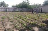 На Николаевщине у жителя села изъяли более 400 кустов конопли, которую он растил дома                                 