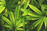 Рада может легализировать марихуану уже на следующей неделе