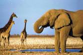 В зоопарке Николаева скоро поселятся слоны и жирафы