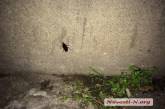 В Николаеве жилой дом «оккупировали» тараканы