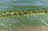 На пляжах Одессы позеленела вода. ВИДЕО
