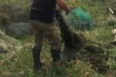 На Николаевщине из браконьерских сетей освободили килограммы рыбы и раков