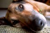 В Николаеве потравили собак: зоозащитники обещают $200 за информацию о догхантере