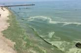 В Очакове позеленело море — Минэкологии не рекомендует купаться