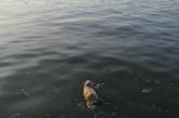 В воде на Нижнем БАМе в центре Николаева плавал труп собаки. ФОТО