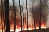В Днепропетровской области горел лес на площади 5 га