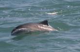 На Кинбурне дельфин подплывал близко к берегу. Видео