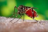 Туристов в Греции призвали защищаться от комаров из-за смертельной лихорадки 