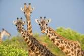 Николаевский зоопарк объявил тендер на ProZorro по перевозке трех жирафов