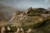 В Крыму возле школы в кустах нашли крокодила