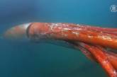 В Мексиканском заливе обнаружили гигантского кальмара. Видео