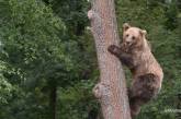 Медведь месяц хранил «прозапас» раненного россиянина в берлоге.ФОТО 18+