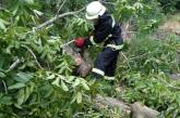 На Николаевщине непогода валила деревья - спасатели освобождали проезды и проходы. ФОТО