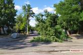 В центре Николаева дерево рухнуло на проезжую часть