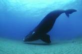 У берегов Канады три редких кита запутались в сетях