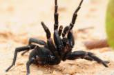 Прокусывает даже ногтевую пластину: в Украине появился опасный паук