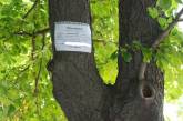Городская власть предупреждает: все, кто будет цеплять на деревья и столбы объявления, получат по «флешмобу»