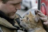 В Днепре спасатели сняли с дерева кота, который 5 дней не мог спуститься