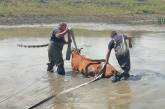 На Николаевщине спасатели достали из грязи застрявшую корову