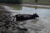На Николаевщине спасатели достали корову из грязи