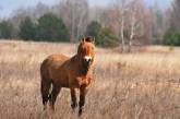 В зоне отчуждения ЧАЭС пересчитали лошадей Пржевальского, прячущихся в лесах 