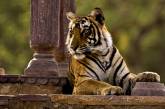 В Индии толпа забила до смерти тигра-убийцу - 33 человека разыскивает полиция
