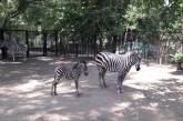 В Николаевском зоопарке у зебры родился малыш Пуча