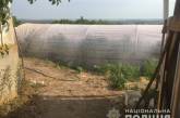 На Николаевщине оперативники обнаружили плантацию конопли в заброшенном доме