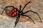 На черноморских курортах стали находить опасных ядовитых пауков