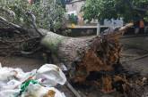 В Николаеве огромное дерево упало на детскую площадку