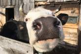 На Николаевщине бешенство коров: жителей призывают употреблять только пастеризованное молоко