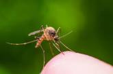 Медики узнали, какую группу крови больше всего любят комары