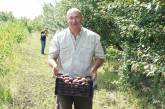 На Николаевщине вырастили черные абрикосы. ФОТО