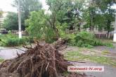 В центре Николаева дерево рухнуло на проезжую часть — проезд по ул. Шнеерсона закрыт
