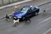 В центре Николаева стая собак бросается под машины, провоцируя ДТП