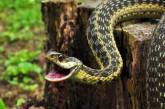 Во Львовской области змеи массово нападают на людей