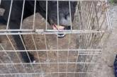 Зоозащитница Шуст обвинила директора «Центра защиты животных» в разбойном нападении на свой «приют»