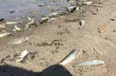 В акватории реки Южный Буг зафиксировали массовую гибель рыбы