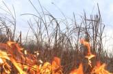На Николаевщине за сутки произошло 4 пожара сухой травы, мусора и кустарников