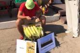 В Саратове мужчина продавал «целебную» кукурузу с поля, на которое аварийно сел самолет