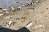 Массовый мор рыбы в Южном Буге в Николаеве: установлена причина