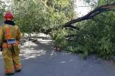 Появилось видео, как в Киеве огромное дерево рухнуло на женщину