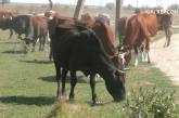 Под Херсоном мрут коровы, местные винят «химию» с помидорного поля