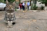 Дворовой кот попал на фото с мэром Николаева и стал знаменит