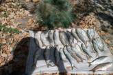 На Николаевщине за неделю браконьеры выловили более центнера рыбы