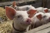 На Николаевщине зафиксирован новый случай африканской чумы свиней