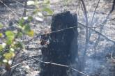 На Николаевщине сгорели 4 га сухостоя: огонь чуть не перекинулся на жилые дома