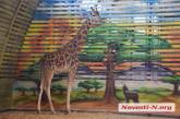 Ко Дню города в Николаевском зоопарке открыли комплекс «Украинское сафари» и показали жирафов