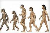 Пересмотрена эволюция человека