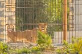 На заповедный остров в дельте Дуная завезли прайд львов, чем испугали экологов